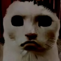 èèò˵